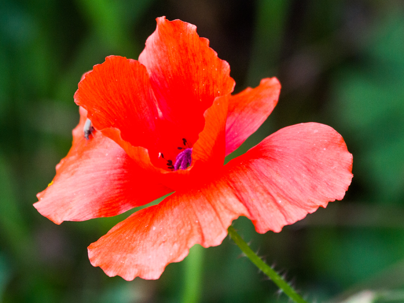 Common Poppy